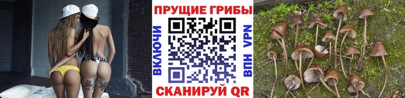Псилоцибиновые грибы Psilocybine cubensis  магазин  наркотиков  Ахтубинск 